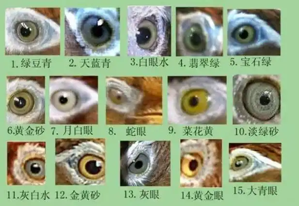 画眉鸟眼水图片(打斗最耐痛画眉鸟眼水)-百科大全-皮村电商