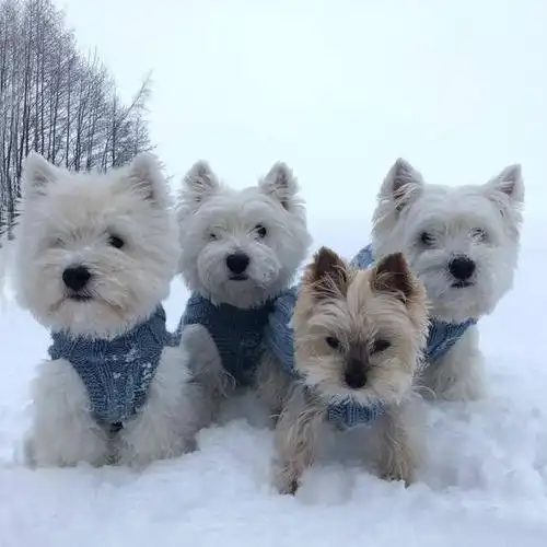 养狗,就养"西高地白梗",好处太多了!
