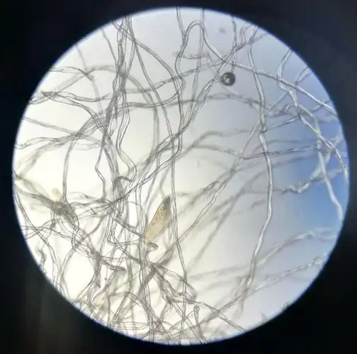 快看!前方有个长成草鞋样的生物——草履虫的观察