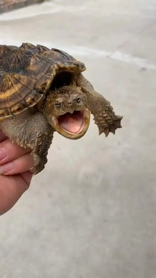 张牙舞爪的小鳄龟,看样子长大以后一定很厉害!