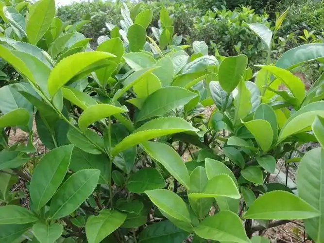 安溪铁观音典型的茶树品种及分布多图精华