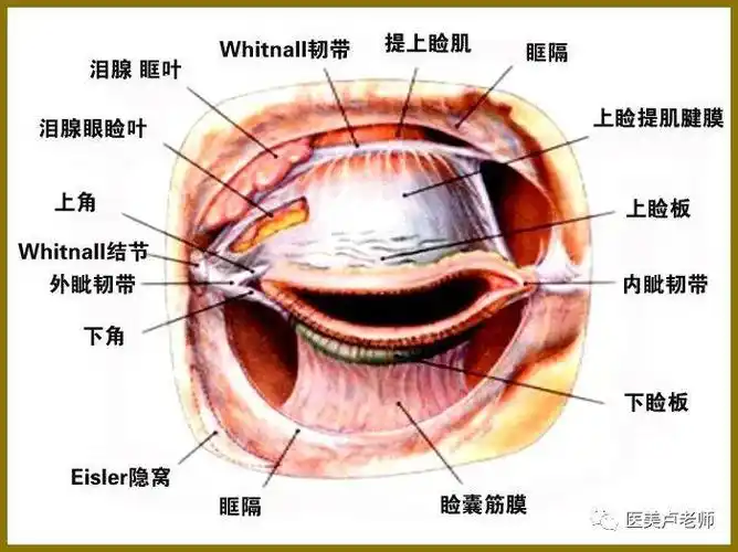 眼睑结构的组成_结膜