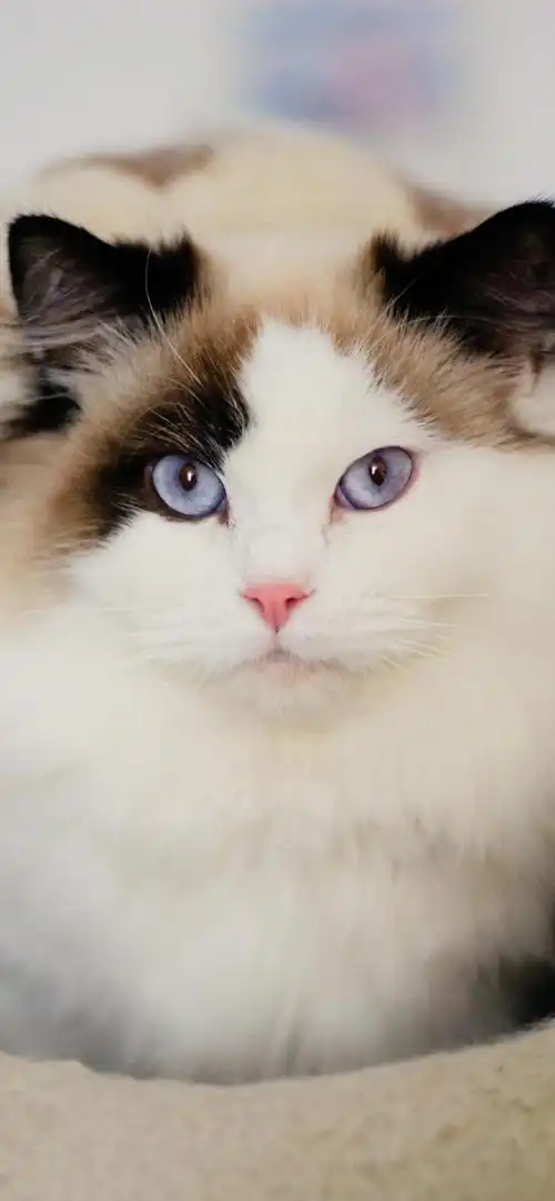 呆萌可爱的喵星人