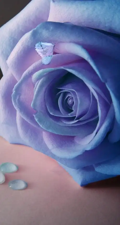 唯美 花朵 蓝色