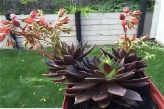 最好养的多肉品种前十名姬胧月上榜不死鸟堪称恐怖