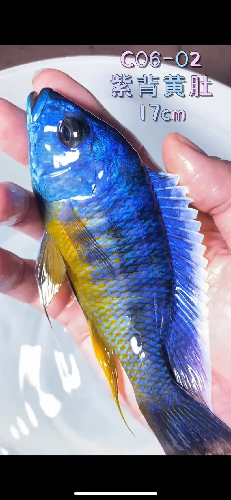 三湖慈鲷 #观赏鱼 #养鱼日记   随手发个作品  睡觉 - 抖音