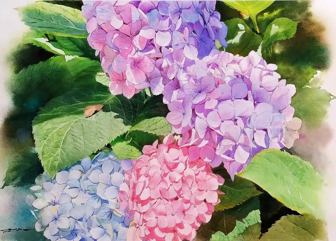 无尽夏.#水彩 #水彩花卉 #绘画过程分享 #绣球花 #无尽 - 抖音