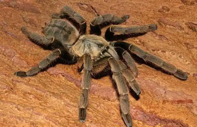 中国虎纹捕鸟蛛