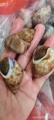 冻花螺东风花螺越南花螺大量供应