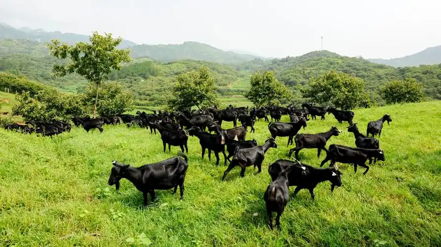 从餐厅走向商超大别山黑山羊借盒马出圈