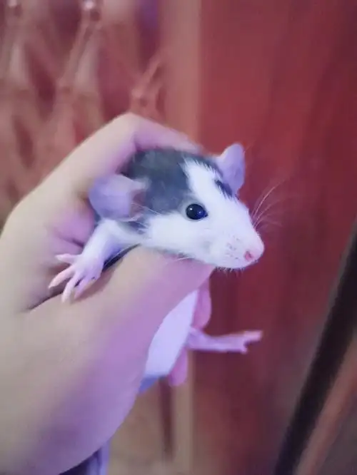 一个敢徒手抓老鼠的女人