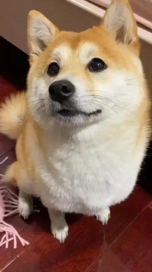 今日份乖乖的坐着求摸摸