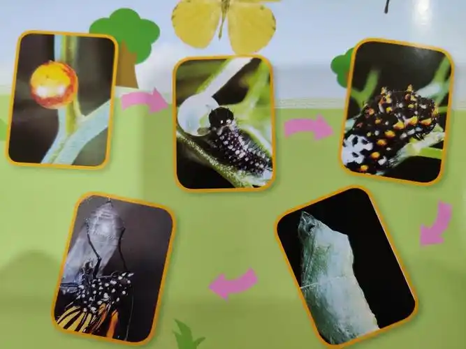 《毛毛虫变蝴蝶》 写美篇     出示蝴蝶成长过程图片,引导幼儿观察