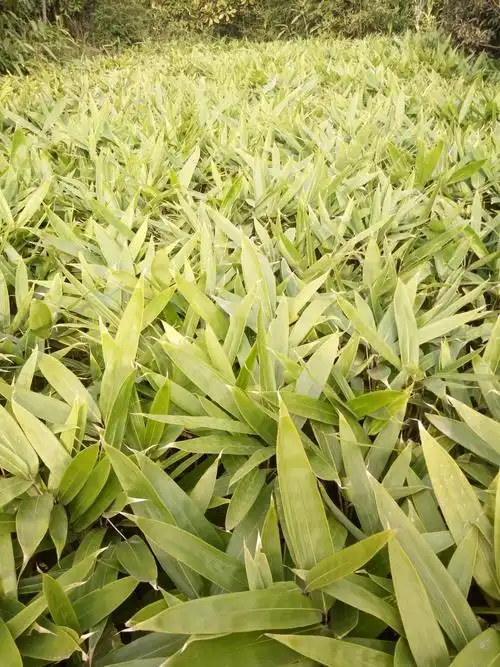 阔叶箬竹,,本照片基地实拍,欢迎来基地看,批发价格:0.70