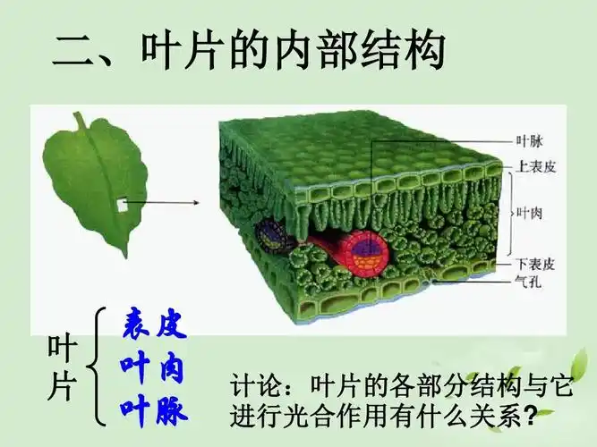 二,叶片的内部结构 叶 片 表皮 叶肉 叶脉 计论:叶片的各部分结构与它