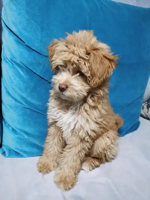 这体型怎么看也和金毛没关系啊 各位姨瞅瞅 ,它还能长大点么#泰迪熊