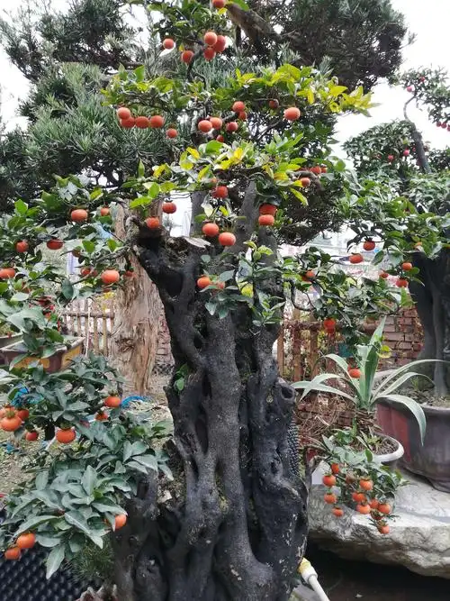 万树丛中点点红,盆景别致造形美,人在;画中行,世外桃园度冬天,盆景