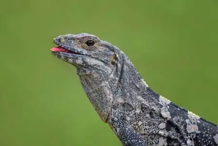 黑刺尾的鬣蜥黑刺尾鬣蜥-ctenosaura 金银花, 来自中美洲森林的大蜥蜴