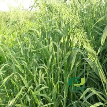 春秋季种植燕麦种子边锋燕麦牧草种子高产量饲料高营养 半斤