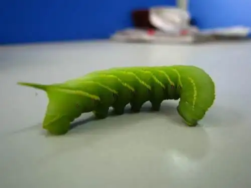 怎样使用老虎虫