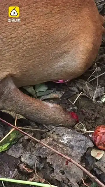 断腿麂子躲进农户家 叫声凄厉