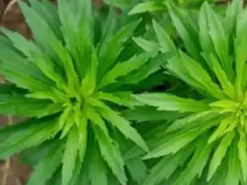 《仙剑奇侠传3》里的主角名字居然都是一味中药!