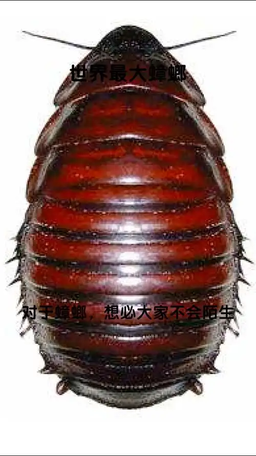 世界上最大的蟑螂,一只顶百只,30厘米呢