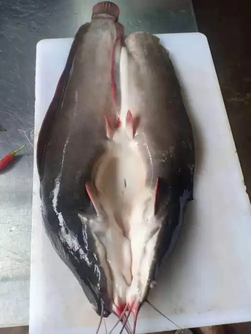 [胡子鲶批发]成品埃及鱼大量现货出售价格2.00元/斤 - 一亩田