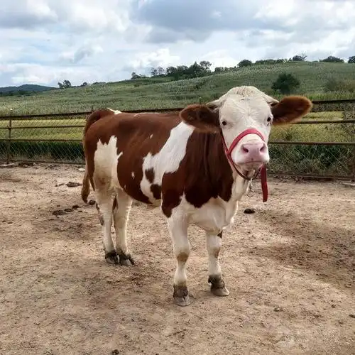 500斤西门塔尔牛小公牛价格红百花的质量好