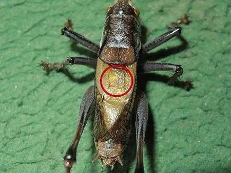 一般公蝈蝈叫声洪亮,深受广大鸣虫爱好者的喜爱.