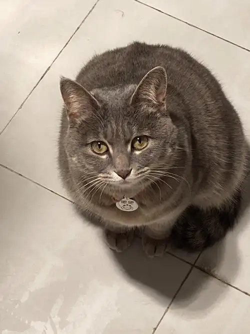 肥狸组里有这个颜色的狸花猫吗