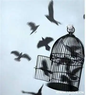 鸟儿飞出鸟笼图片5