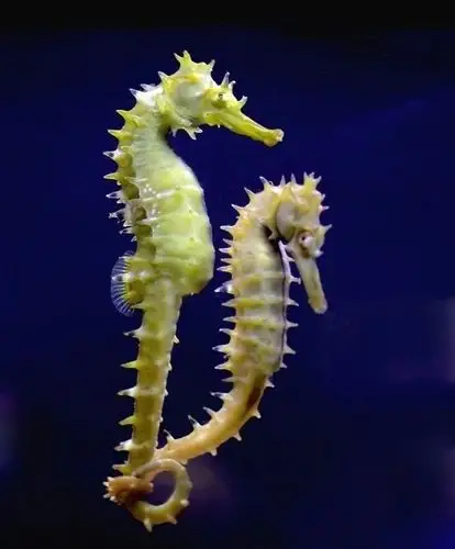 青岛海底世界 青岛森林野生动物世界海陆一卡通成人年卡(一张卡看两个