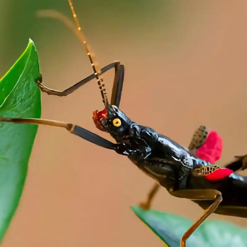 每天认识一种昆虫——黑魔鬼竹节虫 黑魔鬼竹节虫原产于秘鲁,体型娇小