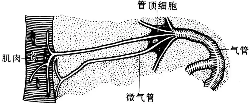 伸向中部者(抵消化道,脂肪体,生殖腺等)称脏气管