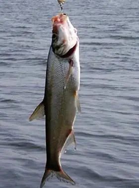 千岛湖翘嘴鱼新鲜活白条米级大翘嘴翘壳鱼大白刁鱼活