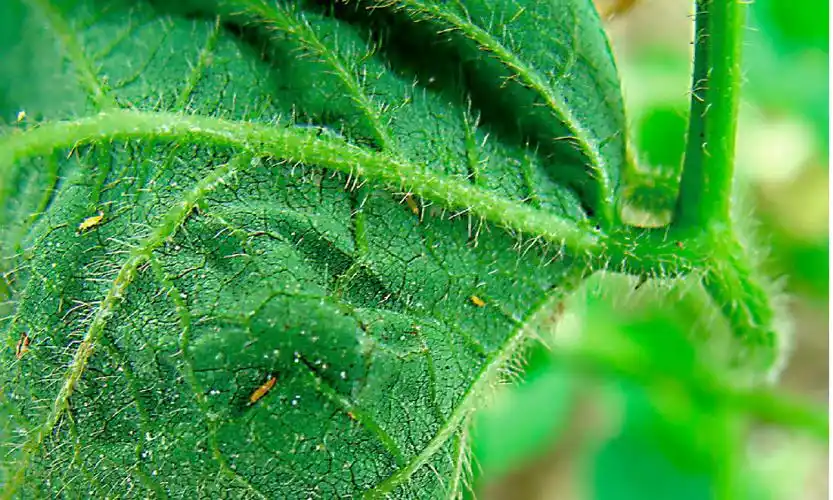 蓟马-河南农业病虫-图片