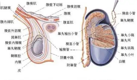 睾丸的大小与男人的生育能力是否有关系?
