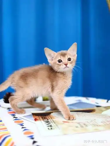 和阿比西尼亚猫一起相处是怎样一番体验?