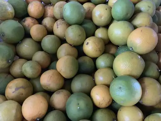 产地直发包邮生态柳丁5斤装