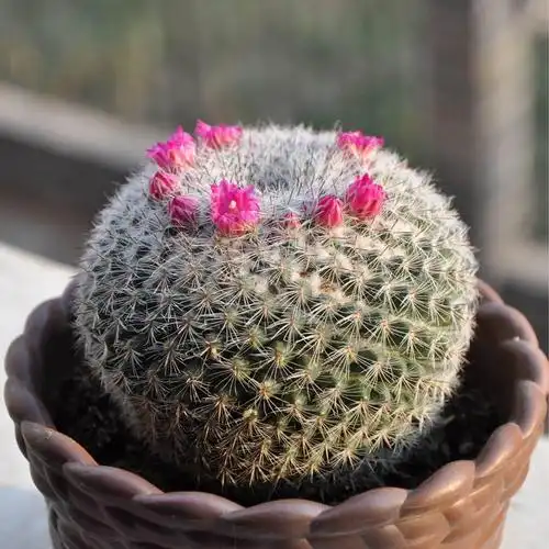 它是仙人掌界的"颜值担当",多肉植物里的老爷子