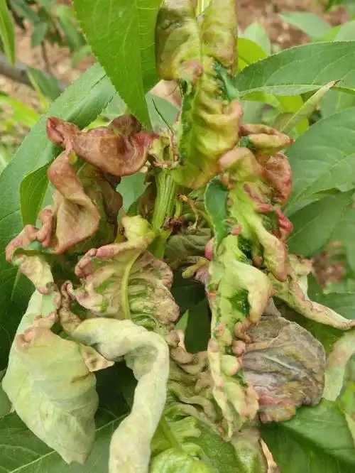 最近桃树缩叶病很猖狂,专家教你如何防治!