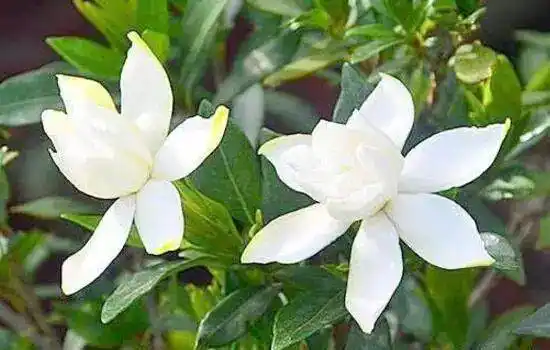 栀子!大兴"香飘飘"!