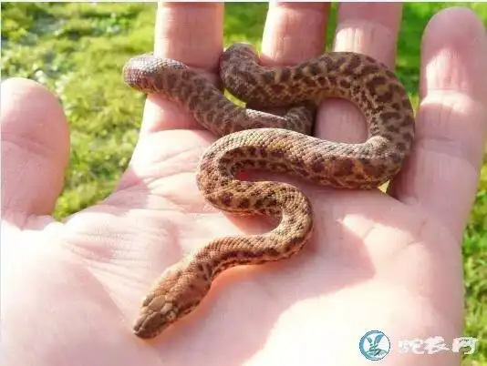 珀兹星蟒图片世界上最小的蟒蛇珀兹星蟒图片大全欣赏