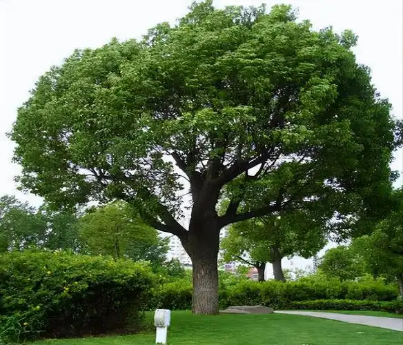 后院种什么树最旺宅风水好(庭院栽种4种树寓意吉祥)-诚智百科网