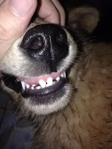 请问狗狗牙齿这样是什么问题啊,是不是生病了啊!求专家指点!