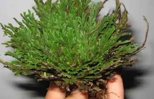 种一盆蕨类植物吧,好看又好养!