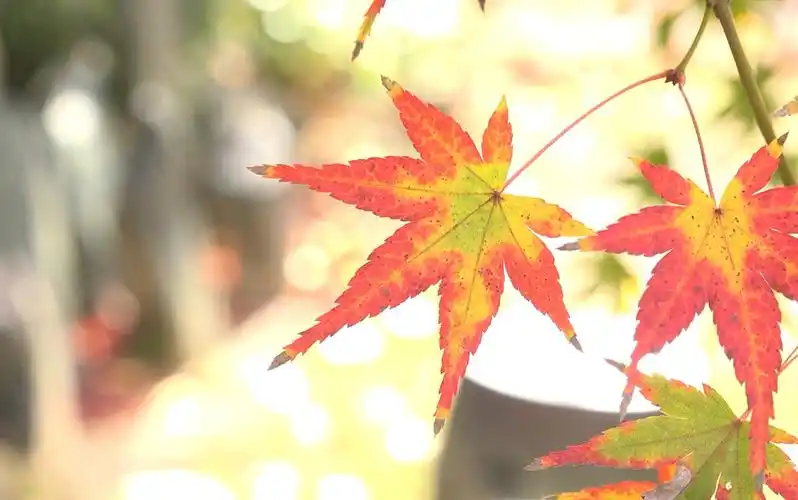 4kautumnleaves京都红叶2016112425