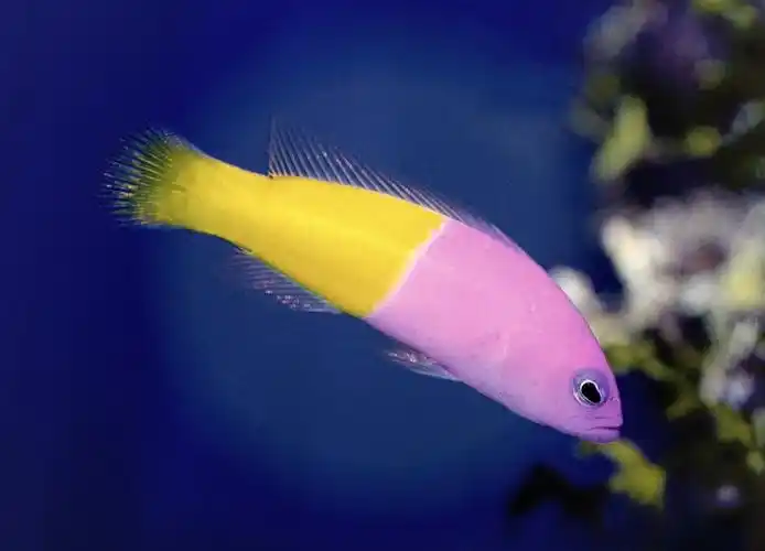 🐟 双色草莓鱼探秘 🍓