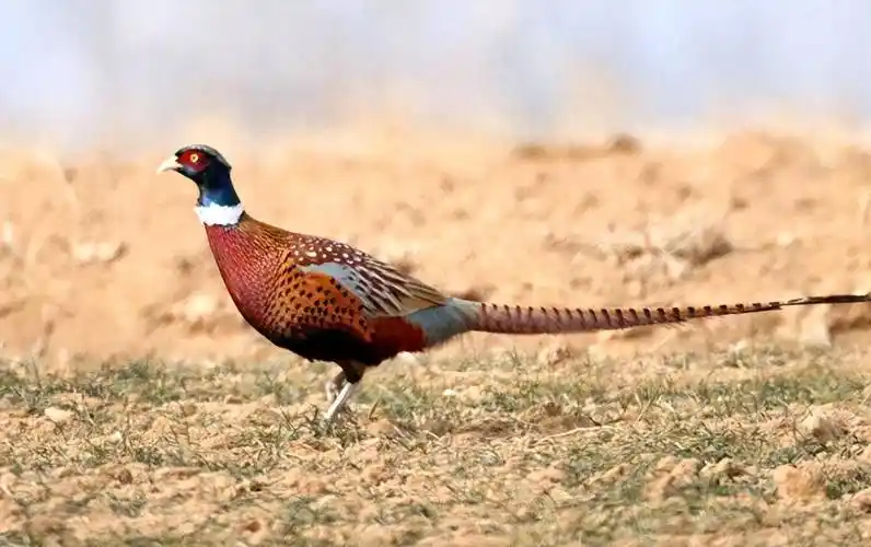 东北野鸡"满天飞",为何吃货却不敢下嘴?农民直言:真惹不起!